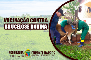 VACINAÇÃO CONTRA BRUCELOSE BOVINA