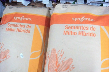 Parceria entre SEAPDR, Syngenta e Emater irá distribuir sementes de milho a produtores de leite