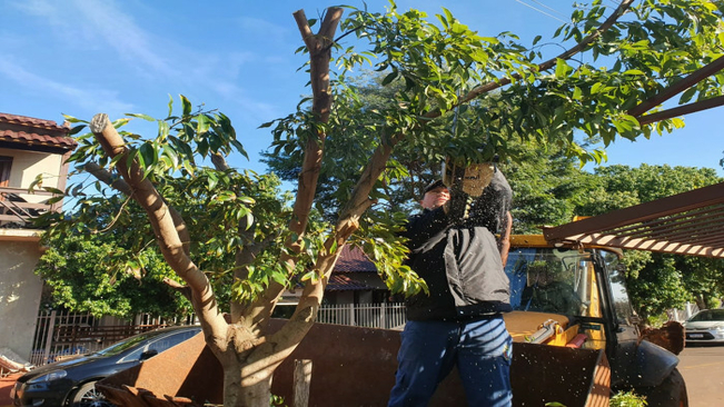 Secretaria de Obras e Viação trabalha com poda de árvores e melhorias em estradas