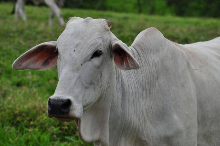 Secretaria de Agricultura de Coronel Barros alerta sobre raiva bovina