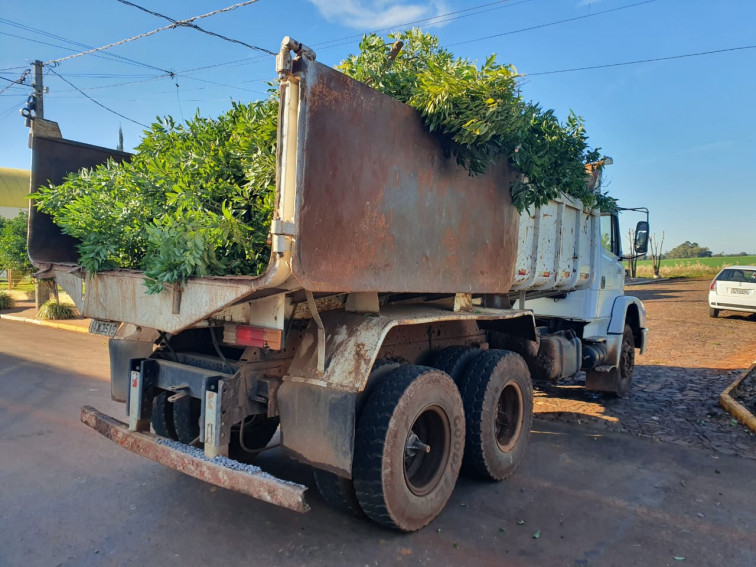 Secretaria de Obras e Viação trabalha com poda de árvores e melhorias em estradas